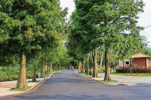大溪落羽松公園