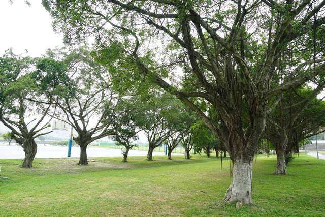 中正河濱公園(遼闊的公園草地(圖片來源:臺北市政府觀光傳播局))