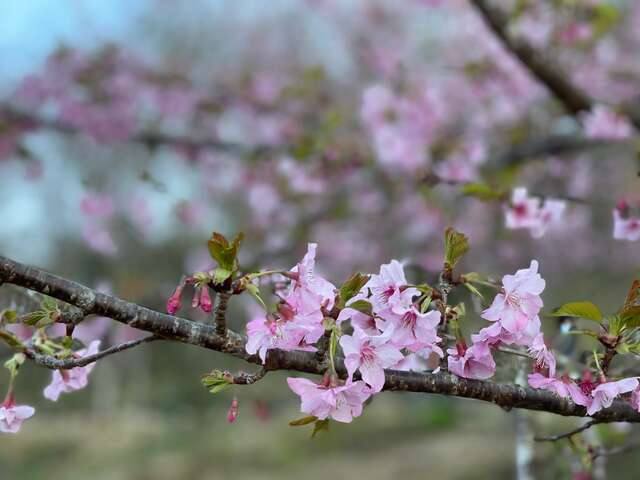 寶山二集團櫻花公園(38甲櫻花公園)