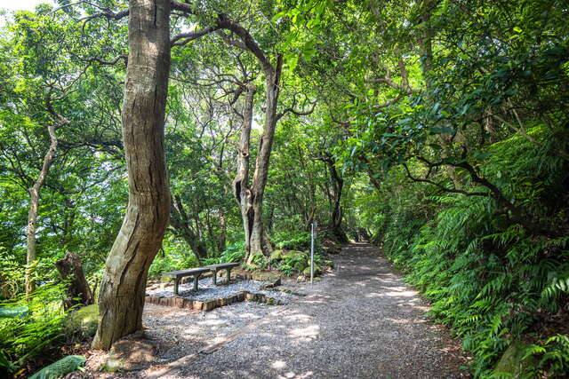 七星山系_天母古道親山步道(群樹環繞的步道)