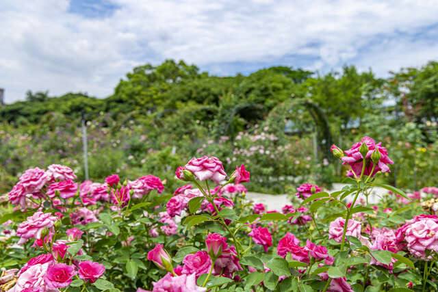 新生公園_玫瑰園(臺北玫瑰園育有各式各樣的玫瑰品種(圖片來源:臺北市政府觀光傳播局))
