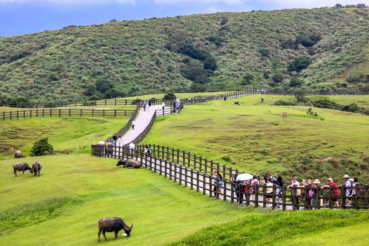 陽明山國家公園(擎天崗草原景緻)
