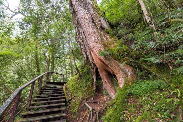 拉拉山巨木區(拉拉山國家森林遊樂區)