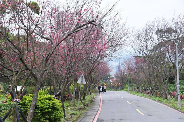 復興三路櫻花隧道(北投櫻花道路_劉佳雯攝)