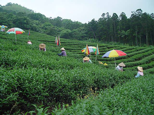 坪林茶產業文化館