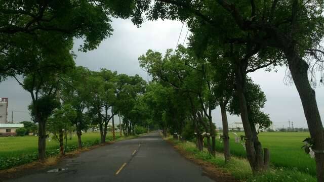 後壁上茄苳樟樹廊道