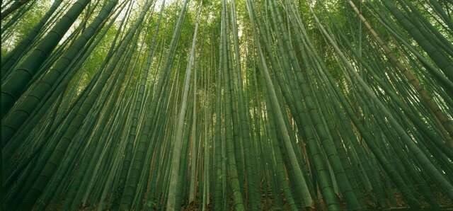 瑞太古道