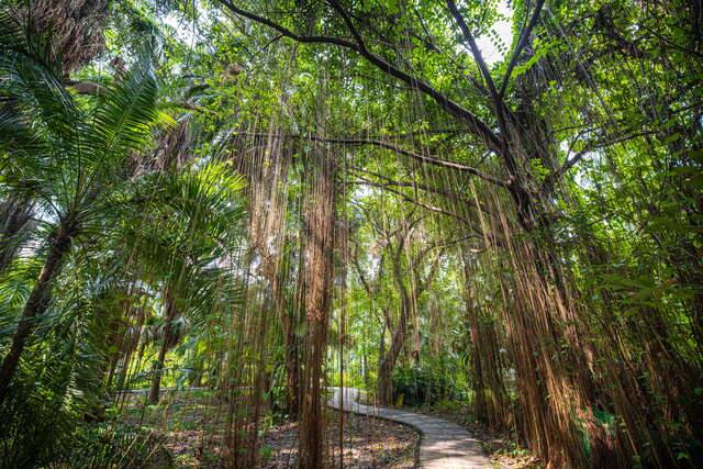 臺北植物園(長滿氣生根的大樹)