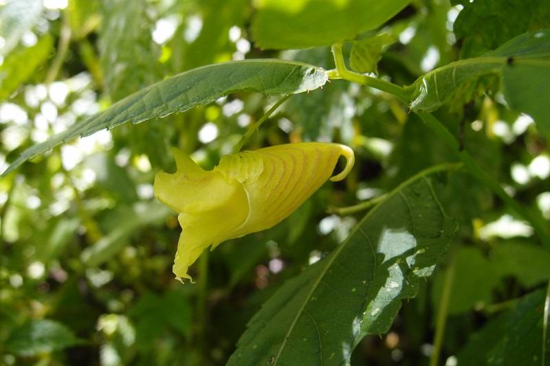 觀霧國家森林遊樂區(黃花鳳仙花)