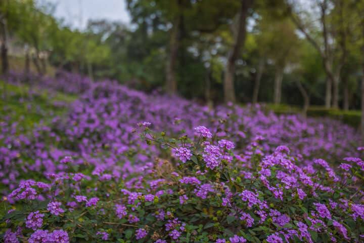鶯歌永吉公園