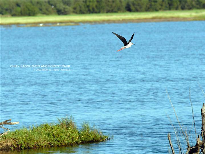 鰲鼓濕地森林園區(水鳥飛過湖面)