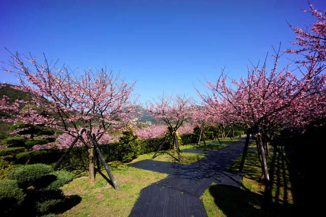 平等里櫻花(陽明山平等里平菁街42巷櫻花_高讚賢攝)