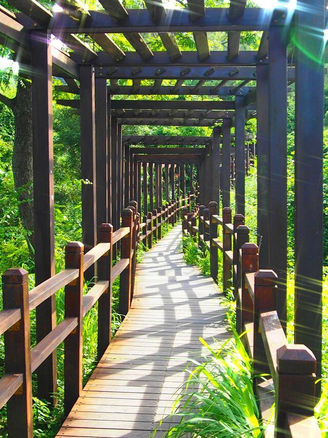 大坑10號登山步道(封閉中)