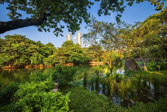 大安森林公園(生態池內有豐富的水生植物)