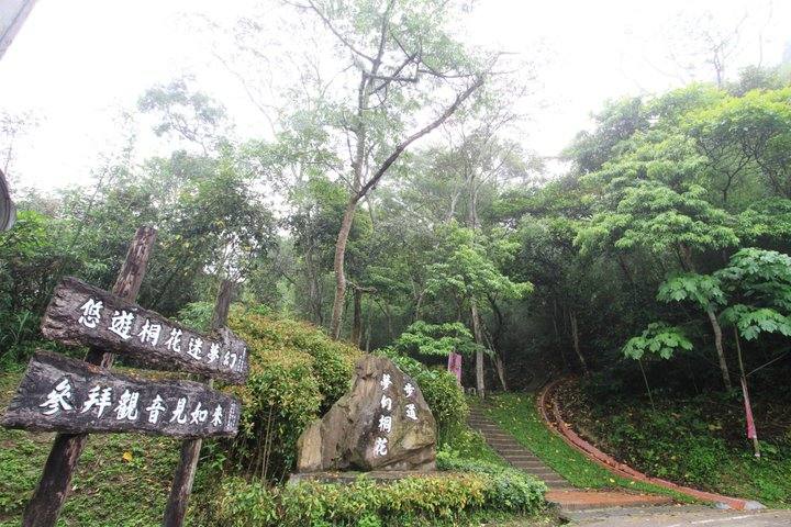 夢幻桐花步道