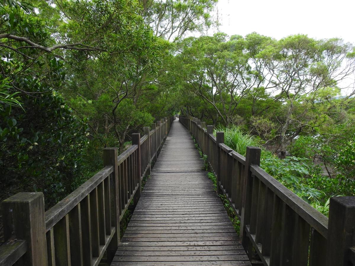 紅樹林生態教育館(生態教育中心館鄰近淡水河紅樹林自然保留區)