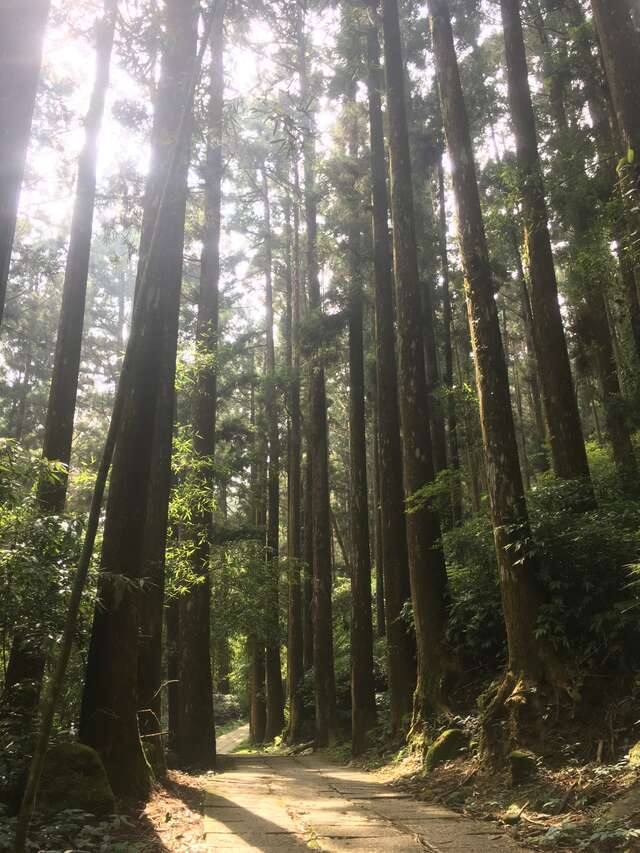五奇之森林