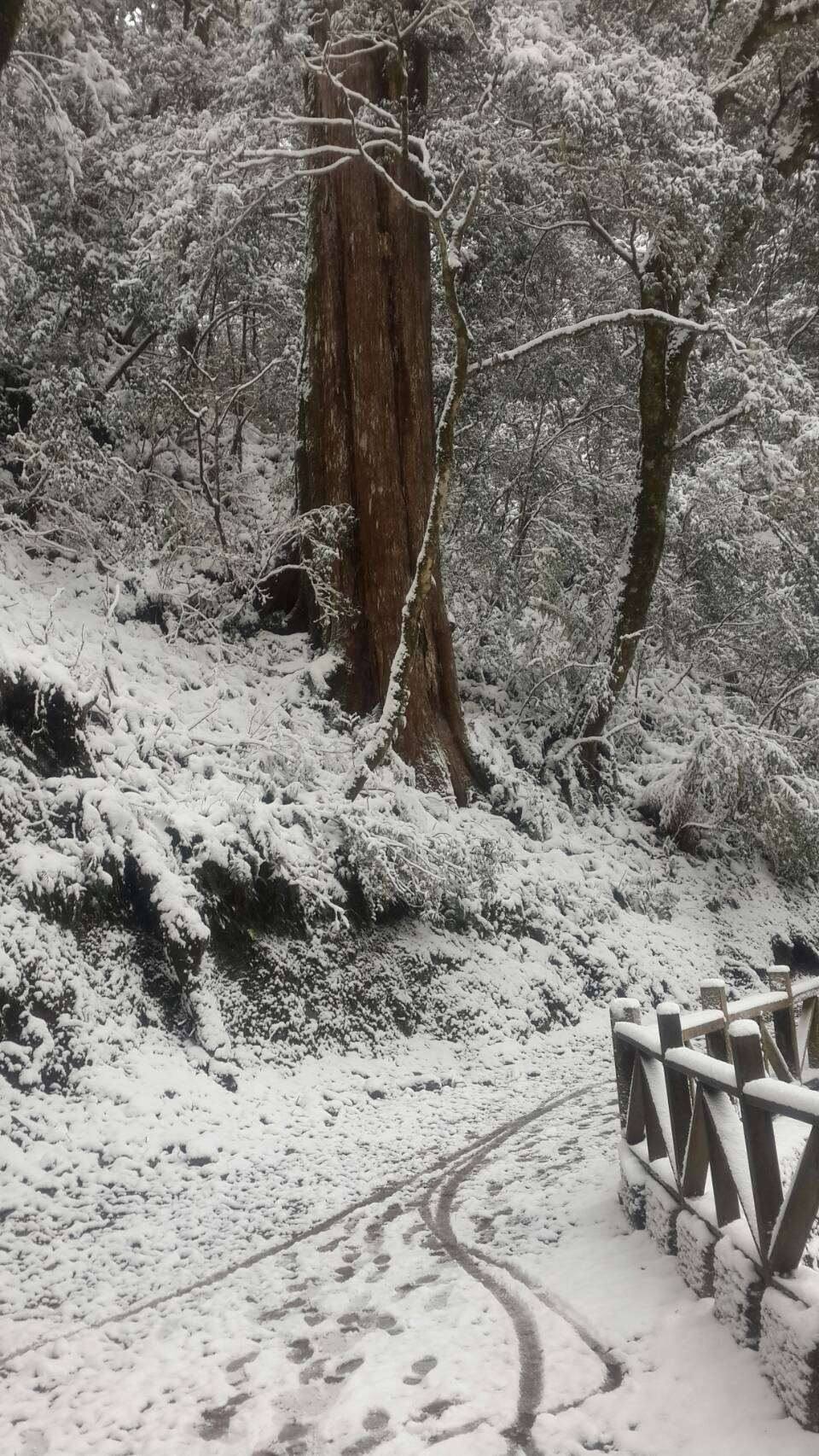 拉拉山國家森林遊樂區(拉拉山雪景)