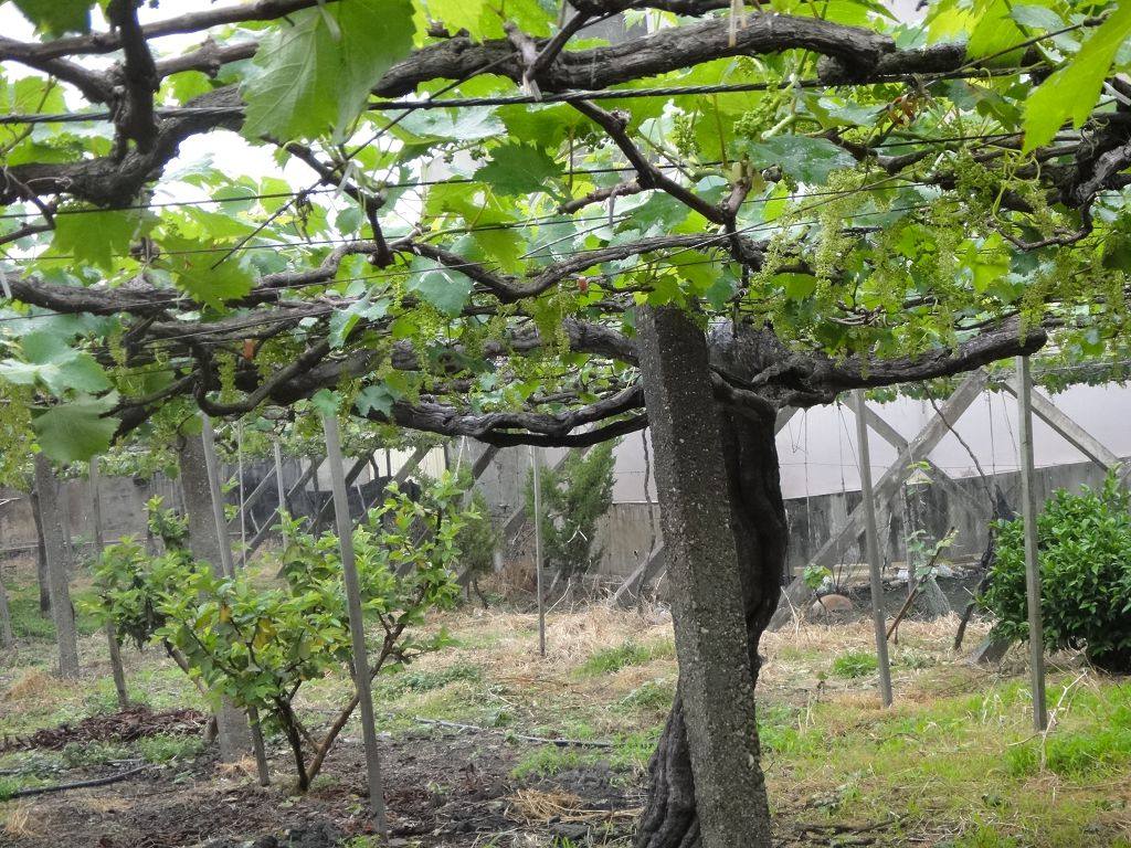 過溝村葡萄王老樹