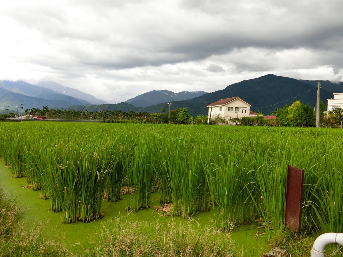 最佳主茭腳白筍農場(綠油油的茭白筍田)
