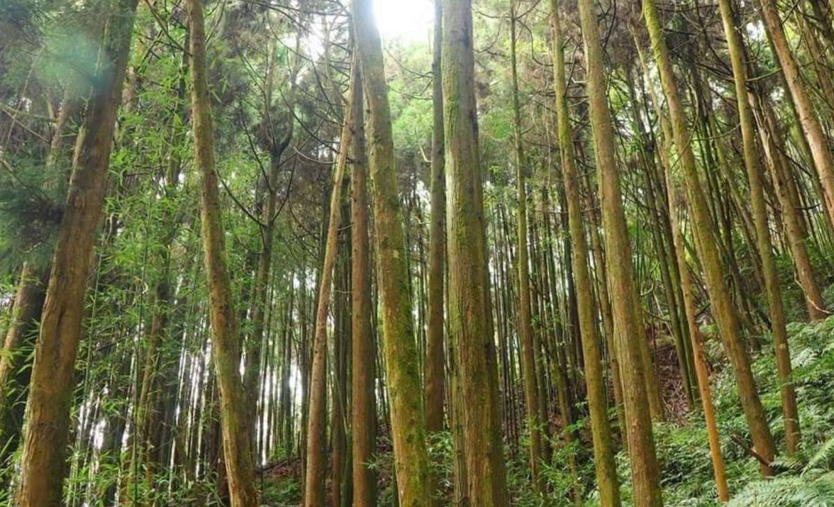 杉林步道