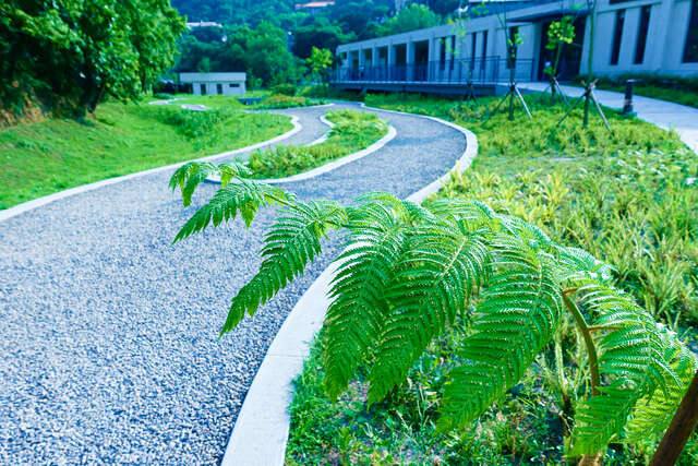 永春陂生態濕地公園(永春陂生態公園蕨類園_劉佳雯攝)