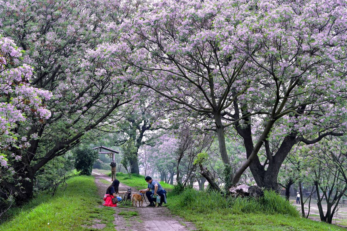 彰化苦楝花季(彰化苦練花季)