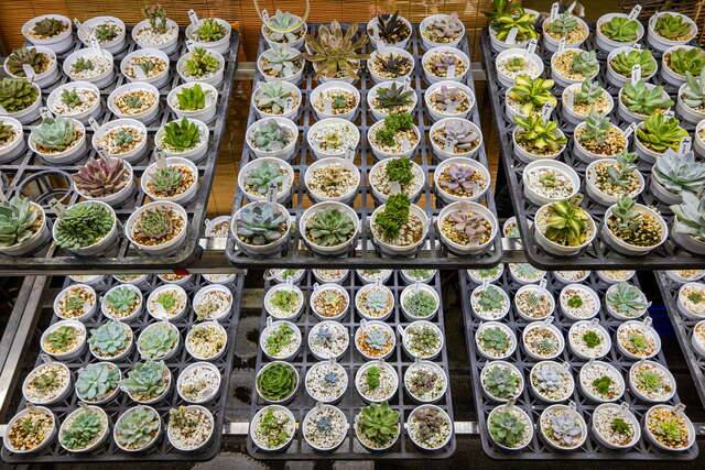 建國假日花市(療癒的多肉植物們)